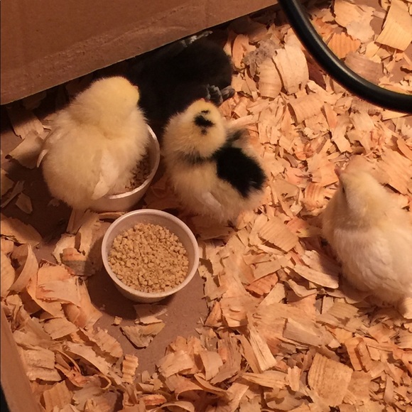 Meet your Posher, Ethan - Picture 1 of 1